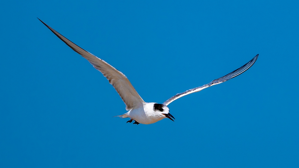 Common Tern